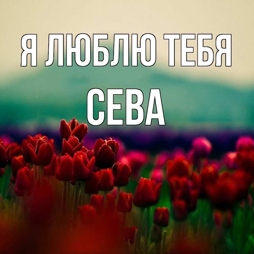 Открытка  с именем. Сева, Я люблю тебя  