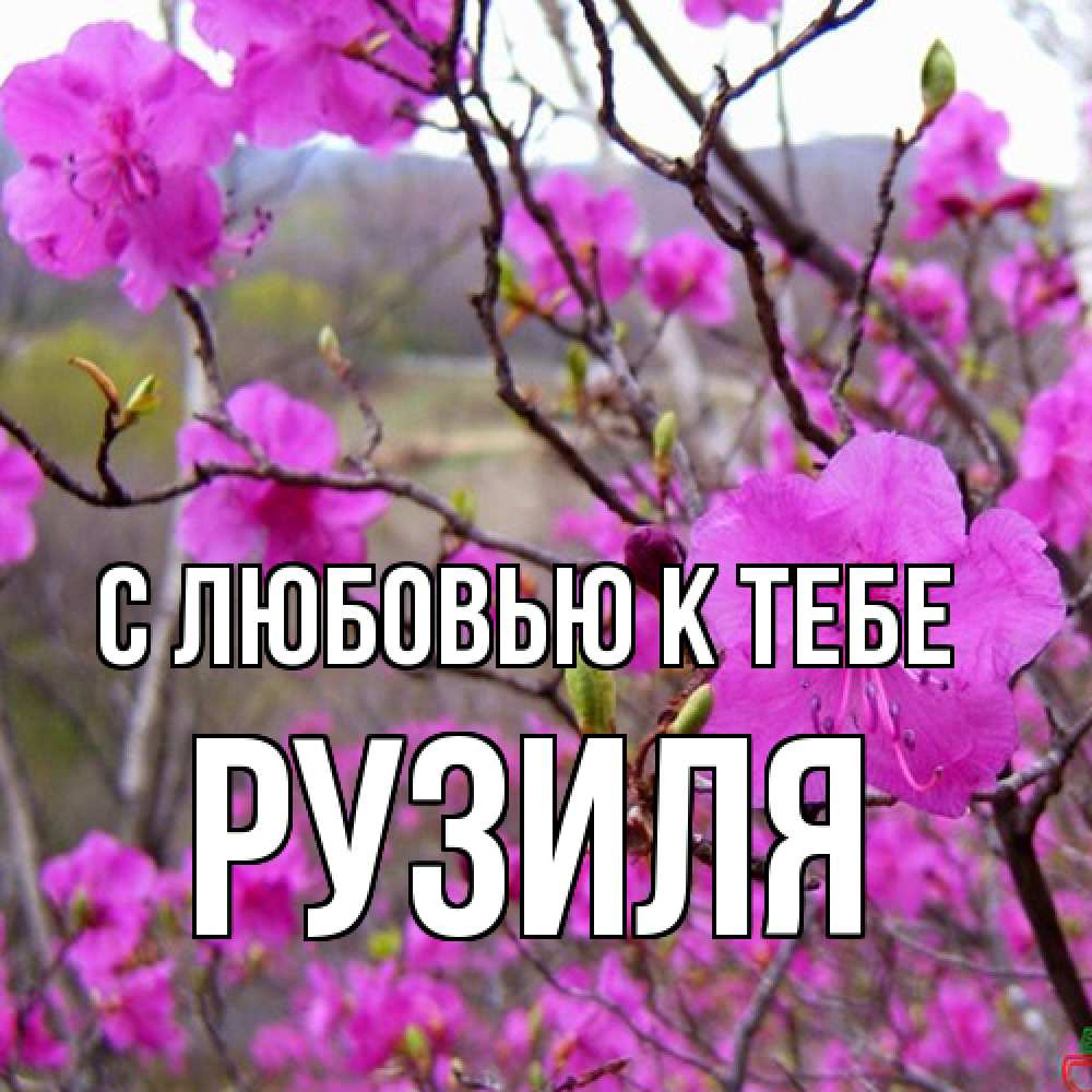 Открытка  с именем. Рузиля, С любовью к тебе  