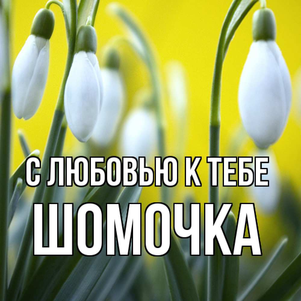 Открытка  с именем. Шомочка, С любовью к тебе  