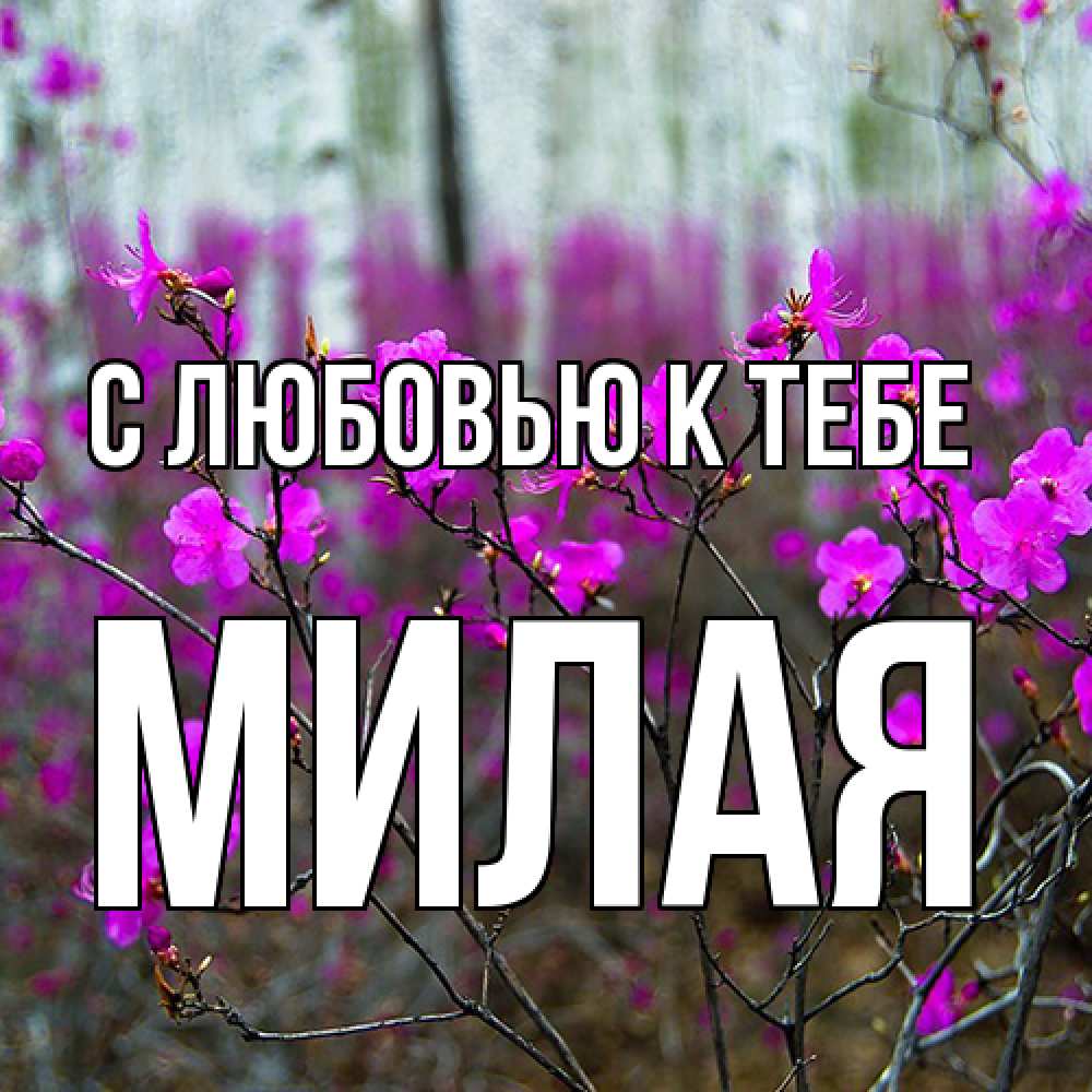 Открытка  с именем. МИЛАЯ, С любовью к тебе  