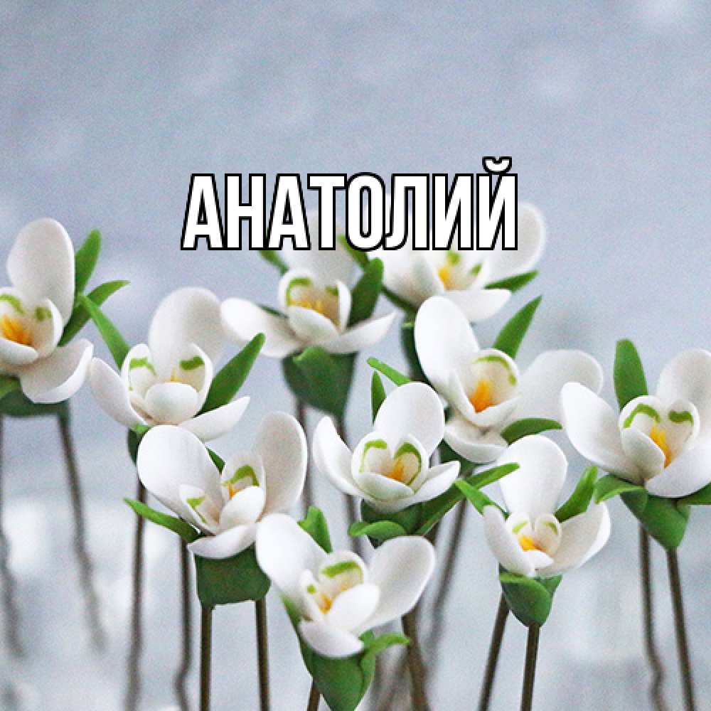 Открытка  с именем. Анатолий, Главная  