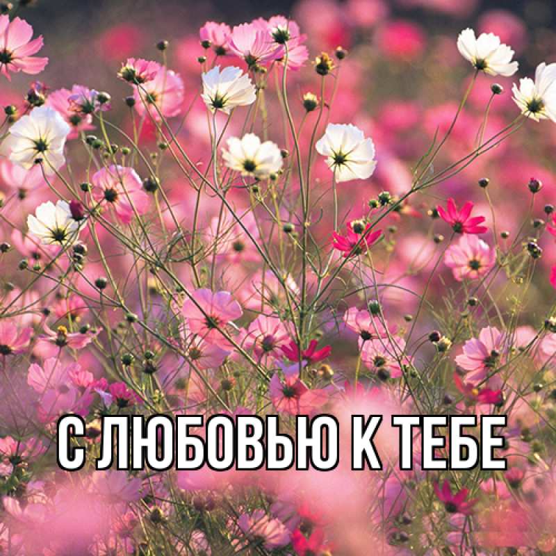 Картинка С любовью к тебе, 