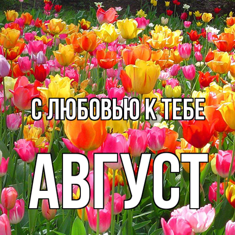 Открытка  с именем. Август, С любовью к тебе  