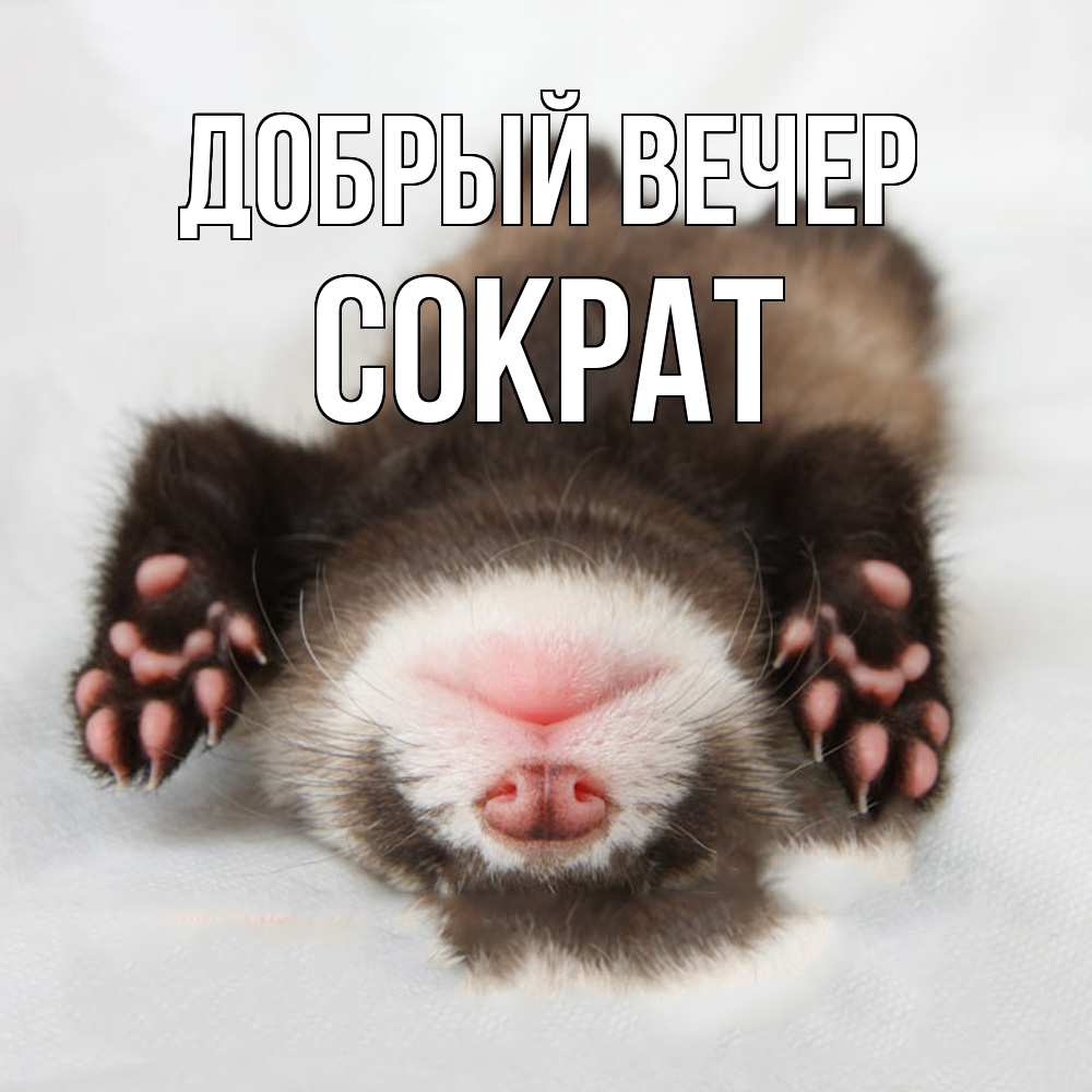 Открытка  с именем. Сократ, Добрый вечер  