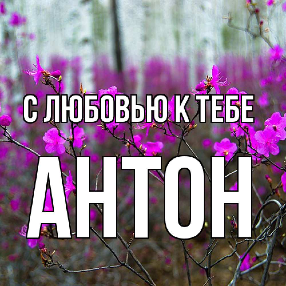 Открытка  с именем. Антон, С любовью к тебе  