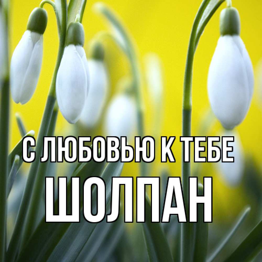 Открытка  с именем. Шолпан, С любовью к тебе  