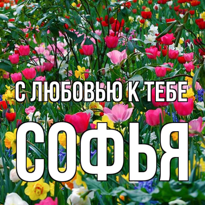 Картинка С любовью к тебе, Софья