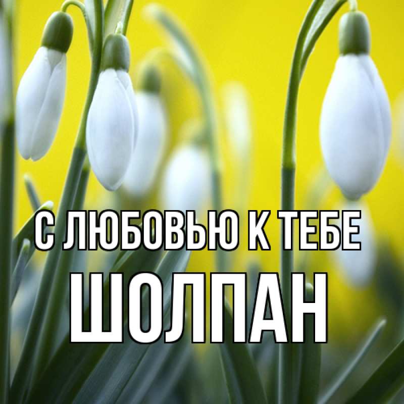 Картинка С любовью к тебе, Шолпан