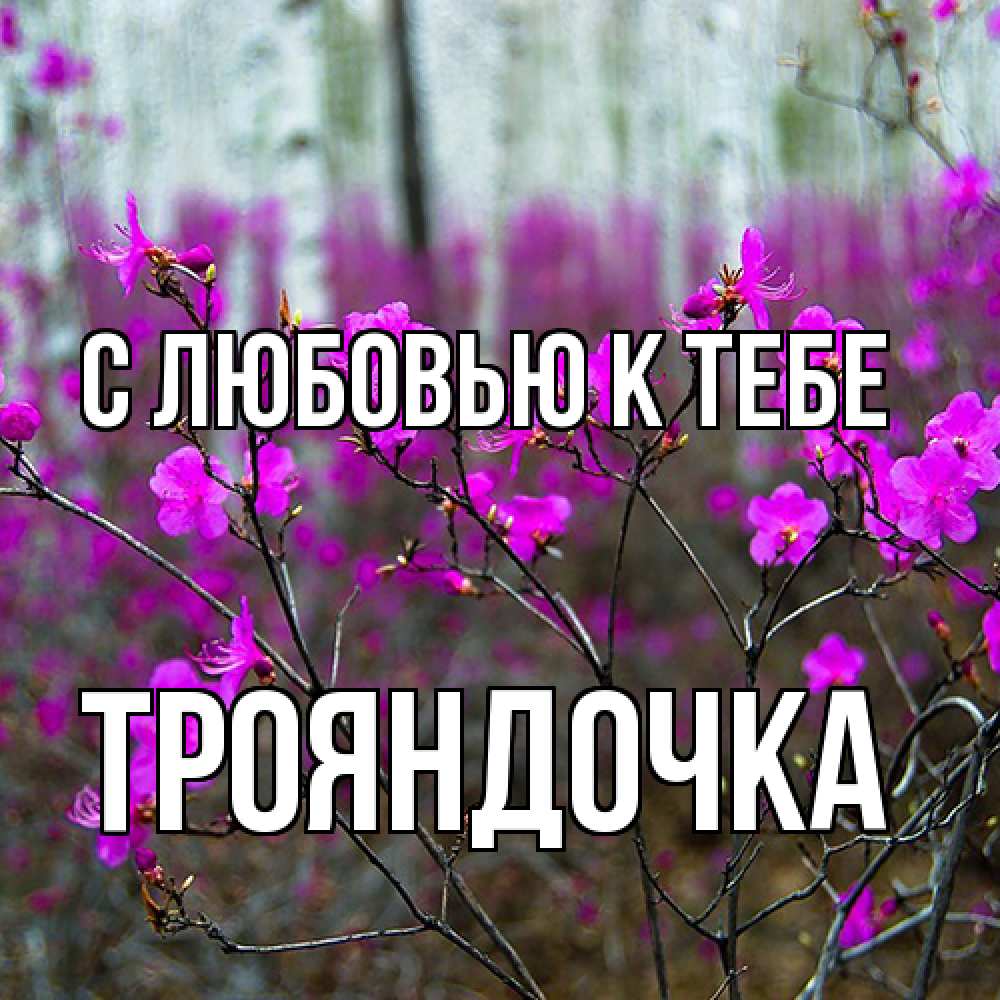 Открытка  с именем. Трояндочка, С любовью к тебе  