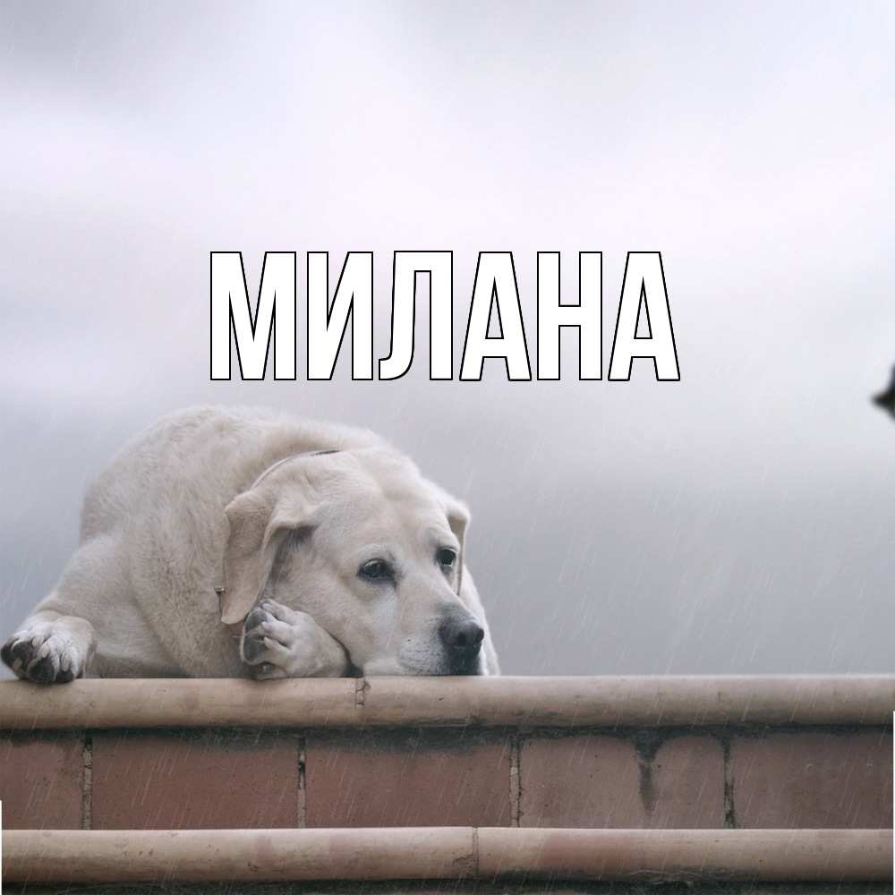 Открытка  с именем. Милана, Главная  
