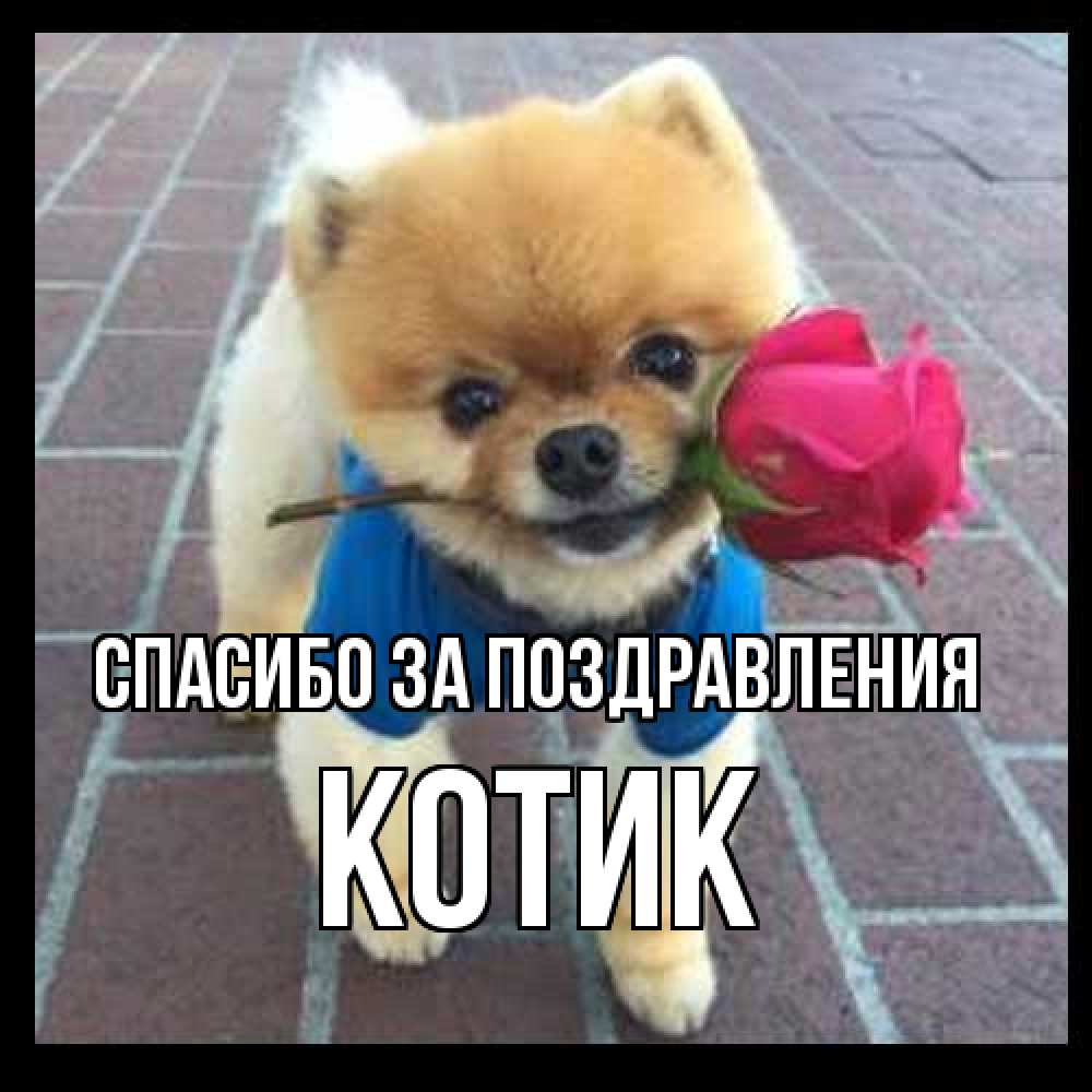Открытка  с именем. КОТИК, Спасибо за поздравления  