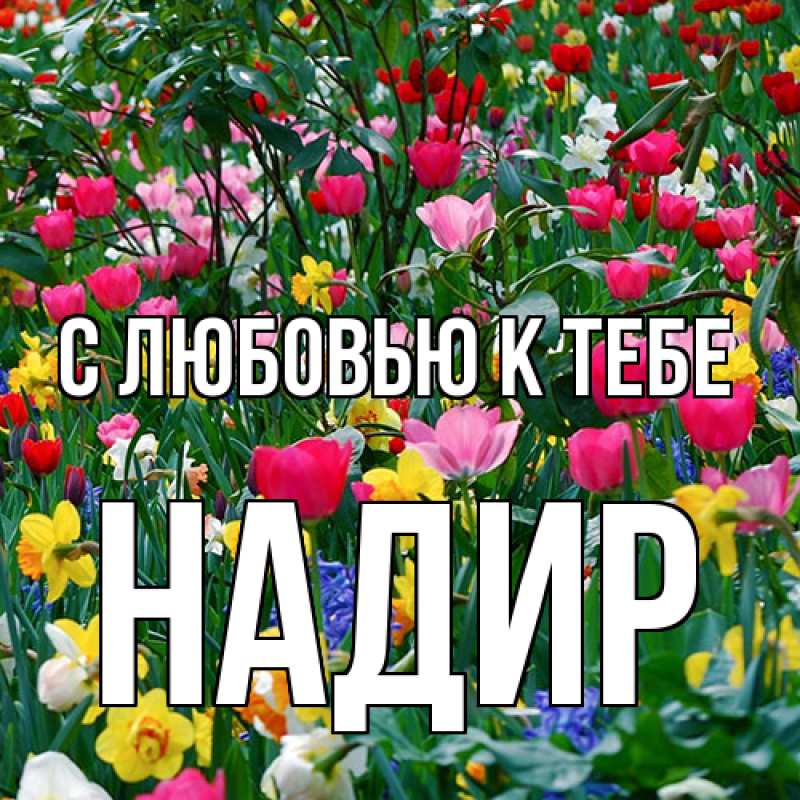 Картинка С любовью к тебе, Надир