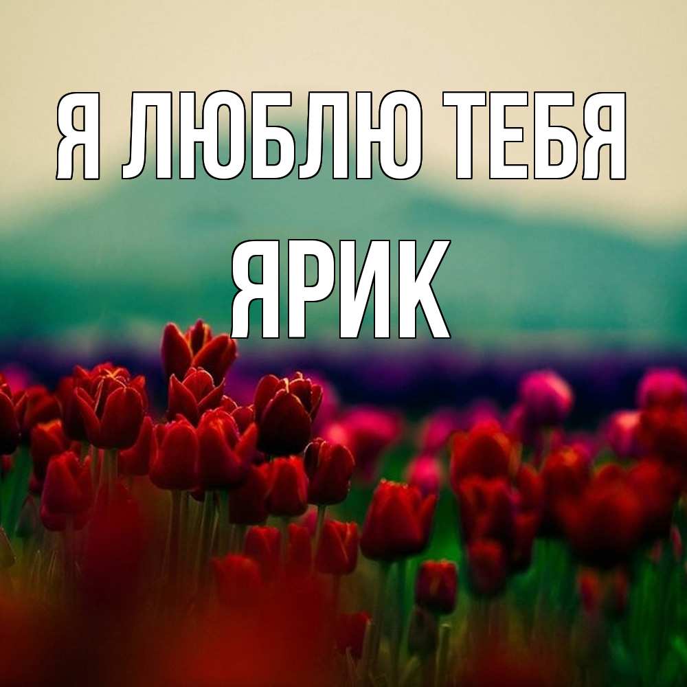 Открытка  с именем. Ярик, Я люблю тебя  