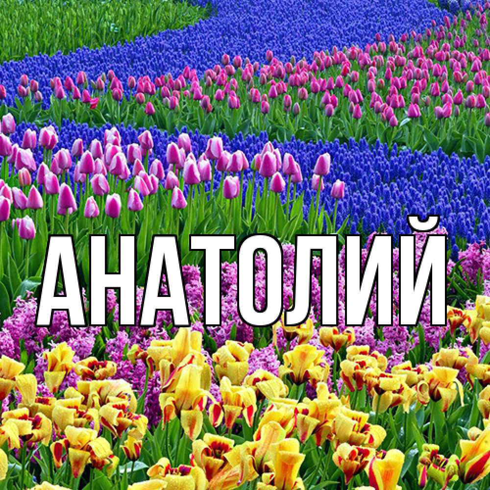 Открытка  с именем. Анатолий, Главная  