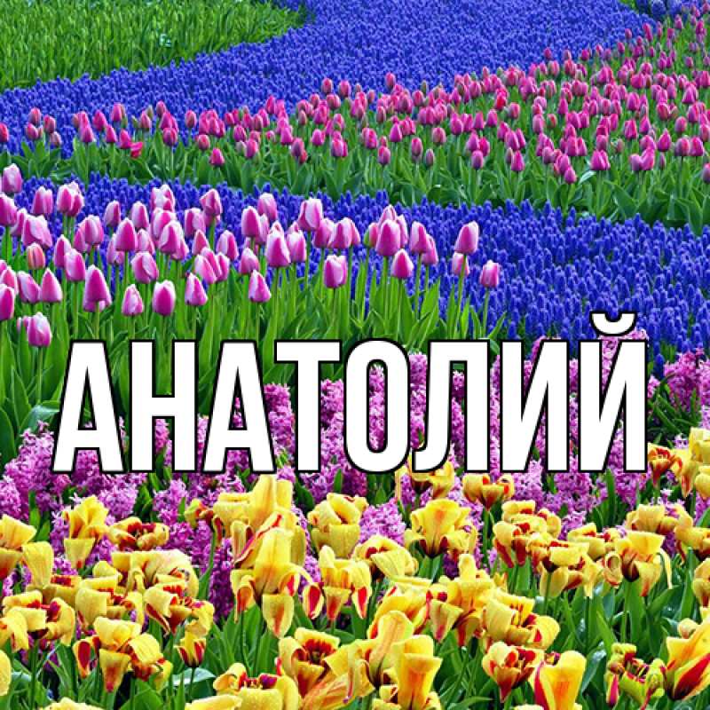 Картинка  с именем , Анатолий