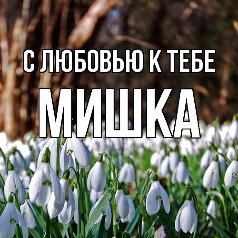 Открытка  с именем. Мишка, С любовью к тебе  