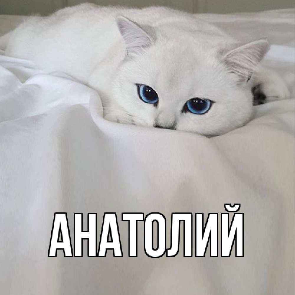 Открытка  с именем. Анатолий, Главная  