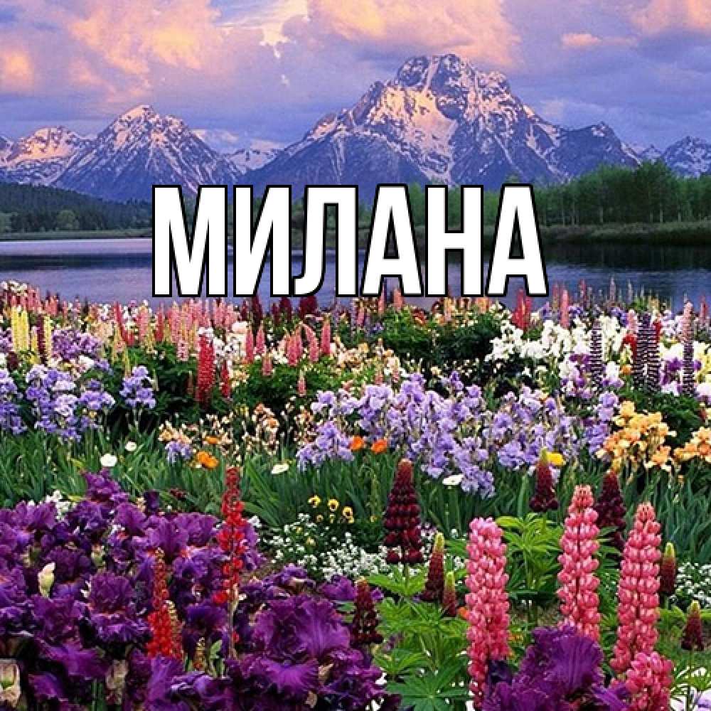 Открытка  с именем. Милана, Главная  