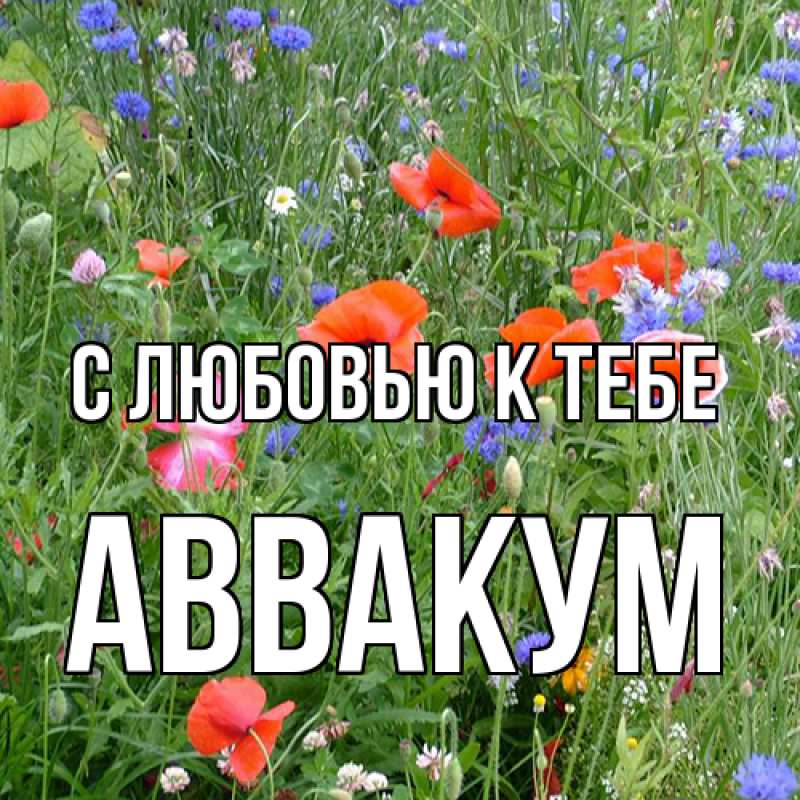 Картинка С любовью к тебе, Аввакум