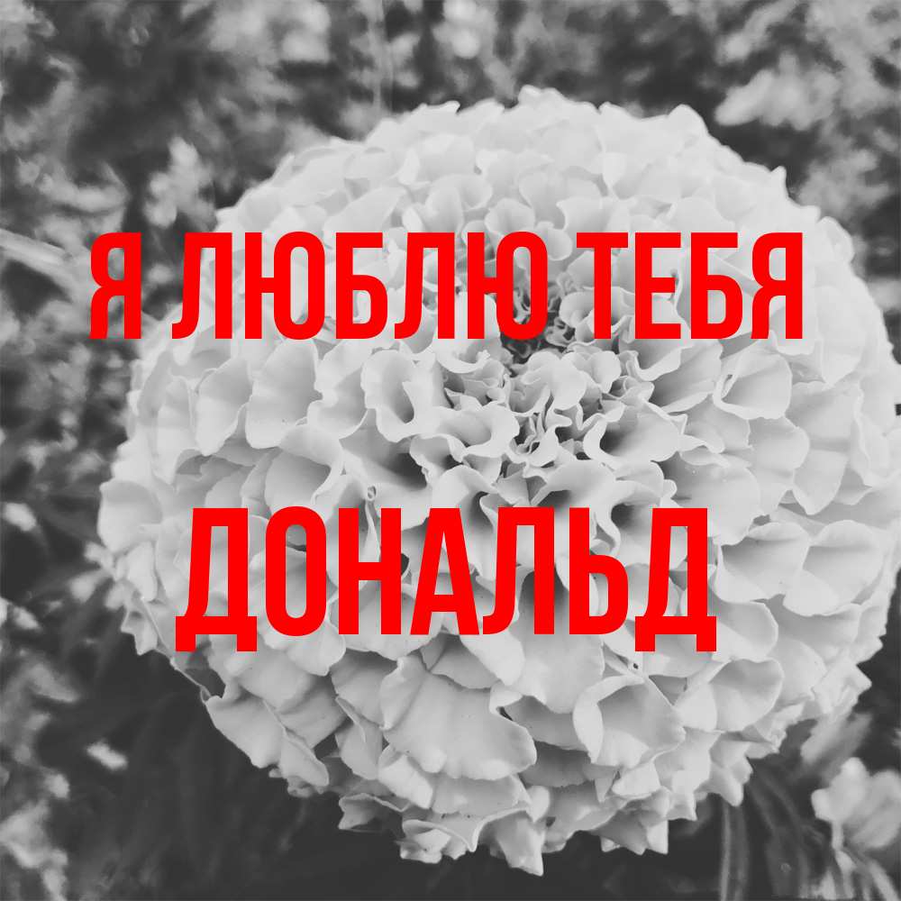 Открытка  с именем. Дональд, Я люблю тебя  