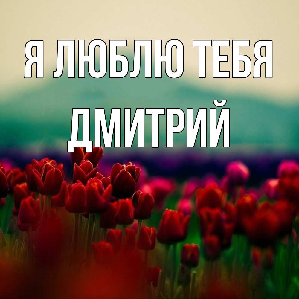 Открытка  с именем. дмитрий, Я люблю тебя  