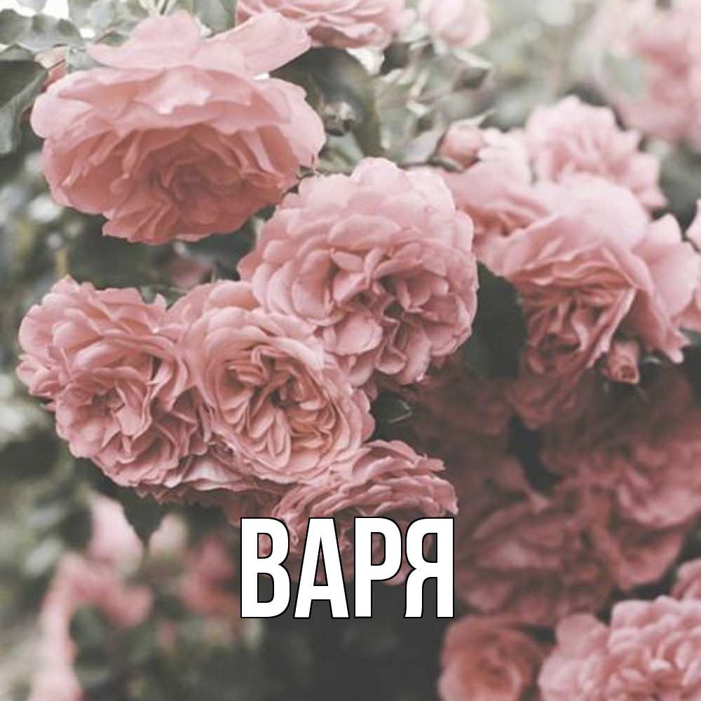 Открытка  с именем. варя, Главная  