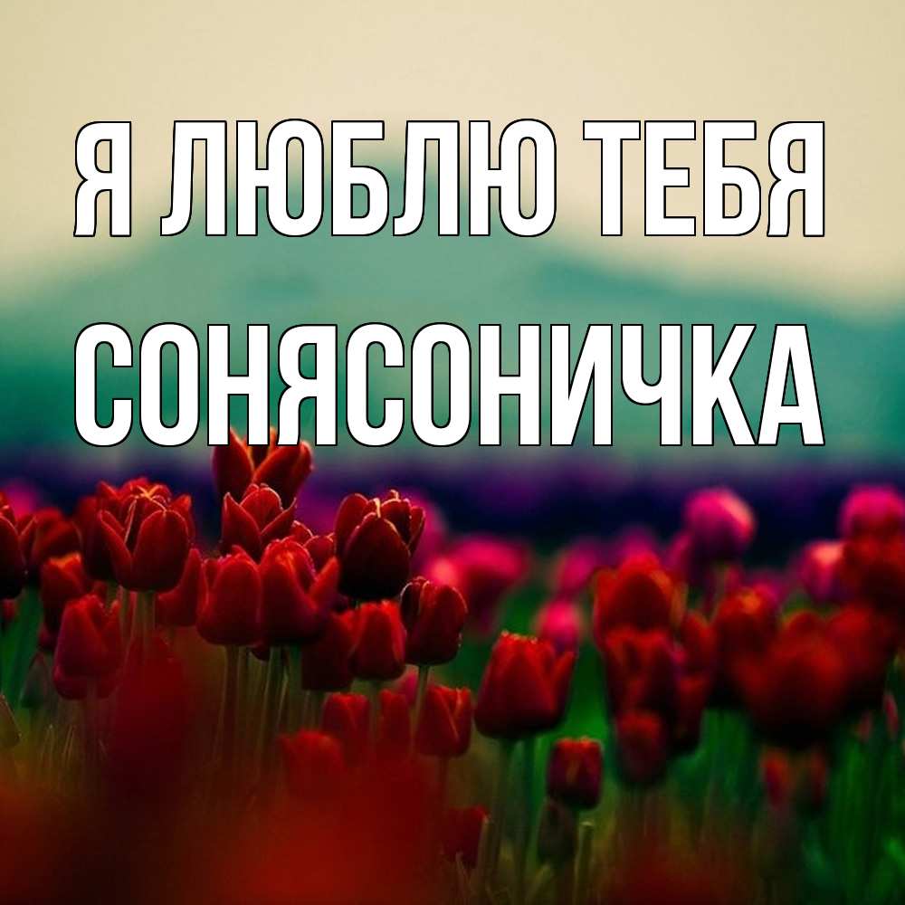 Открытка  с именем. Сонясоничка, Я люблю тебя  