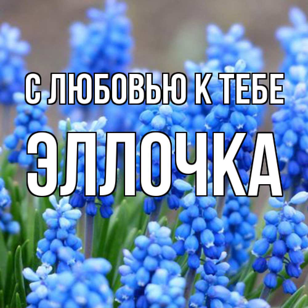 Открытка  с именем. Эллочка, С любовью к тебе  