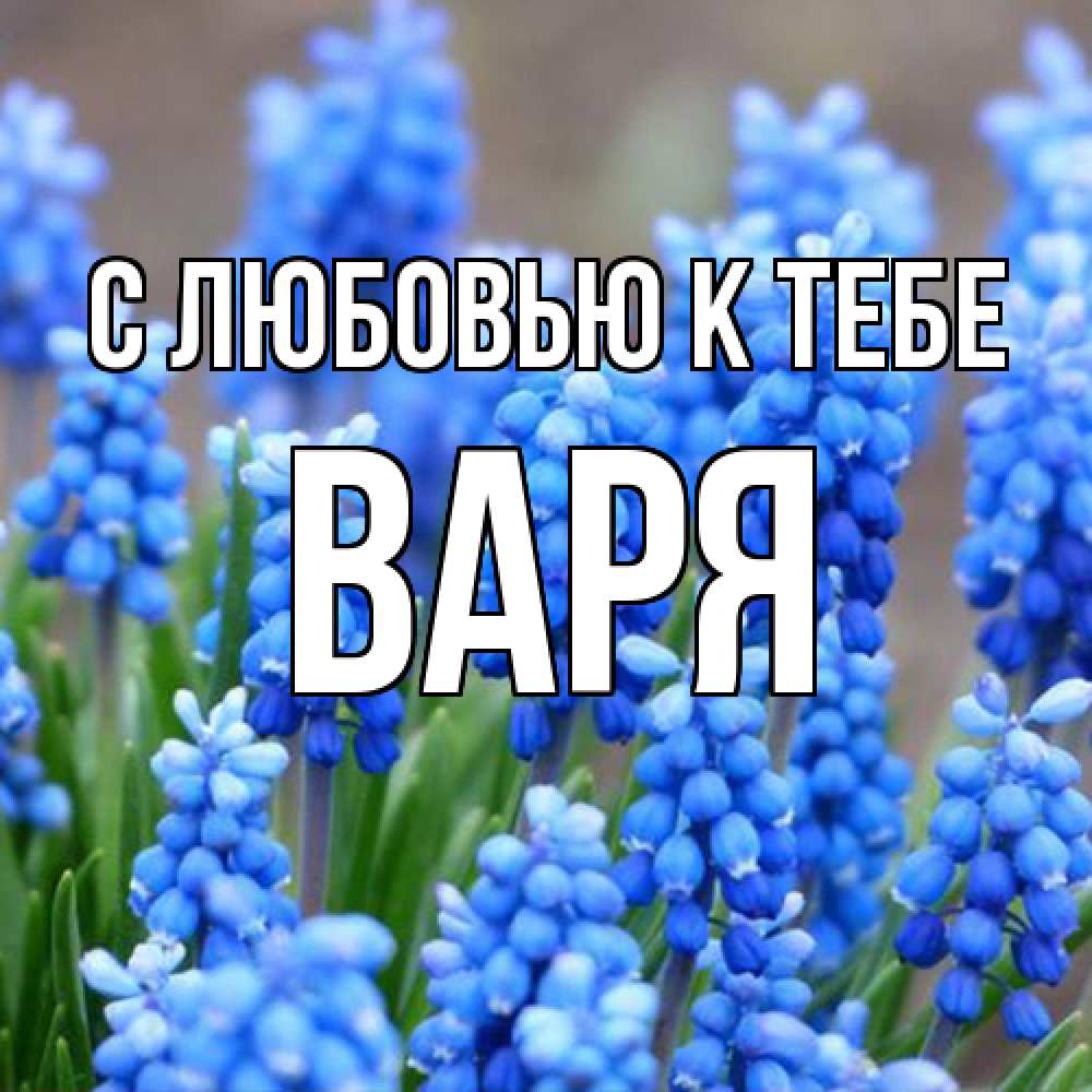 Открытка  с именем. варя, С любовью к тебе  