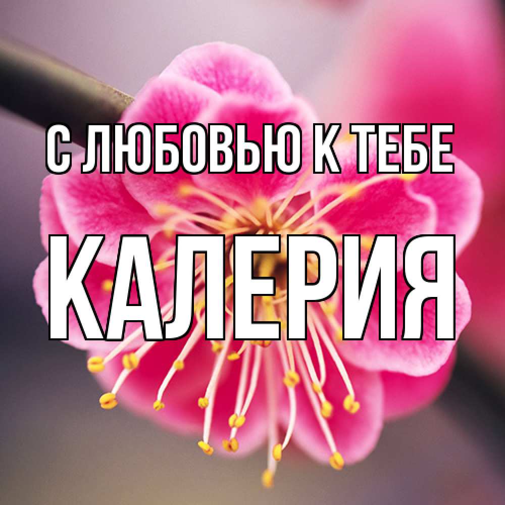 Открытка  с именем. Калерия, С любовью к тебе  