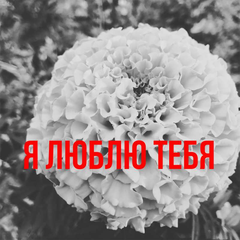 Картинка Я люблю тебя, 