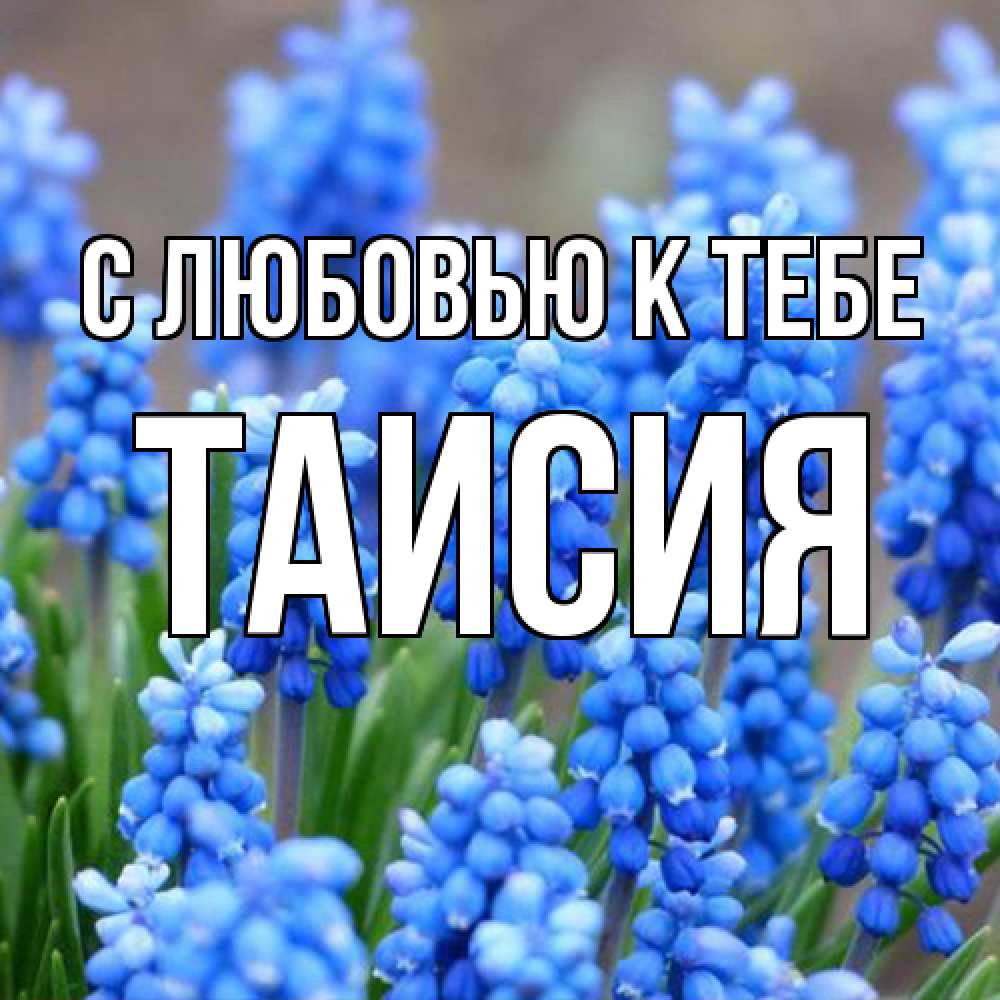 Открытка  с именем. Таисия, С любовью к тебе  