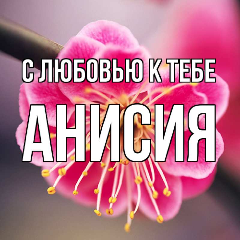 Картинка С любовью к тебе, Анисия