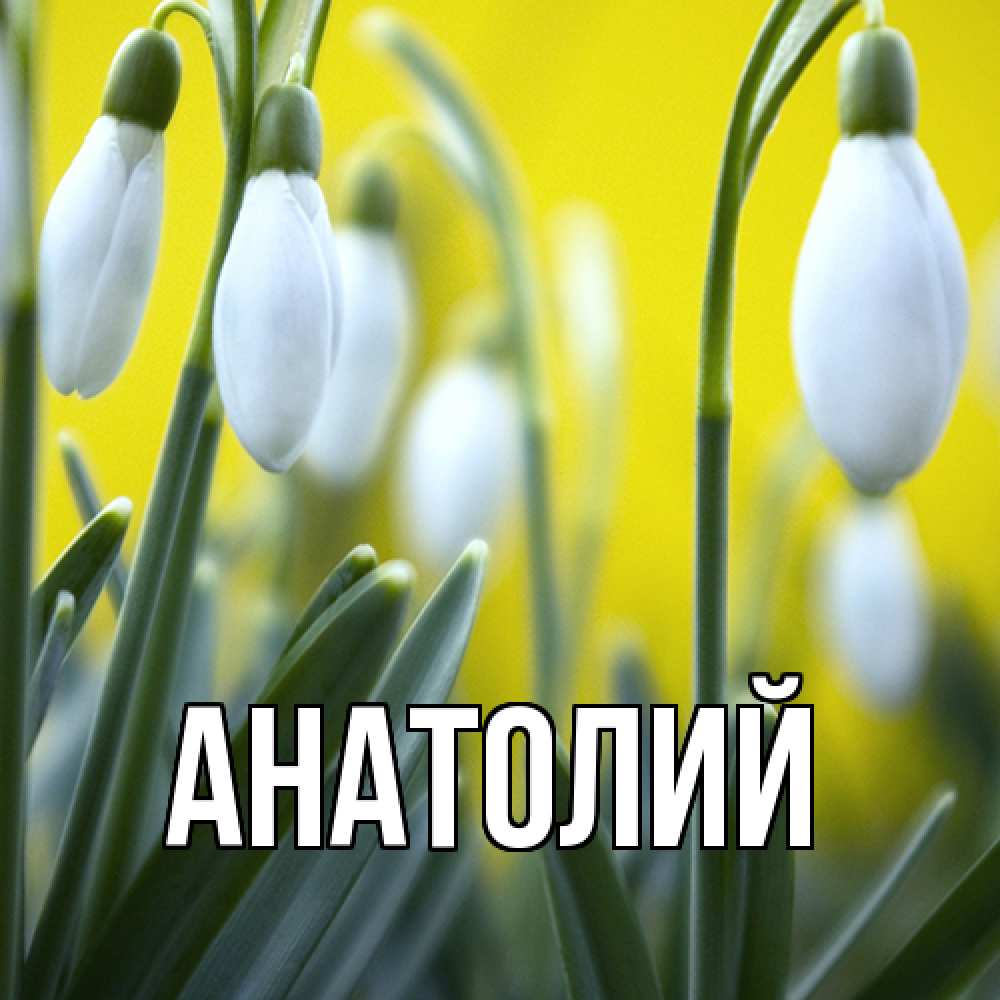 Открытка  с именем. Анатолий, Главная  