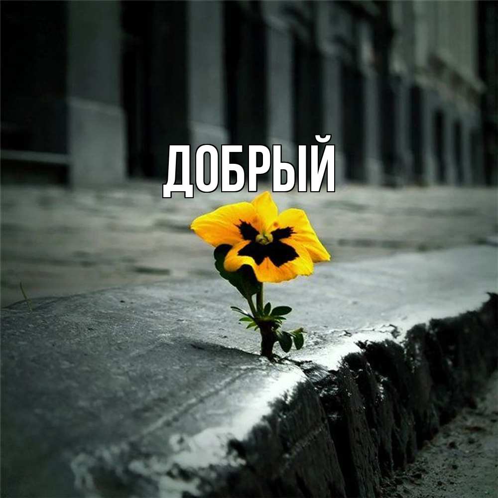 Открытка  с именем. Добрый, Главная  