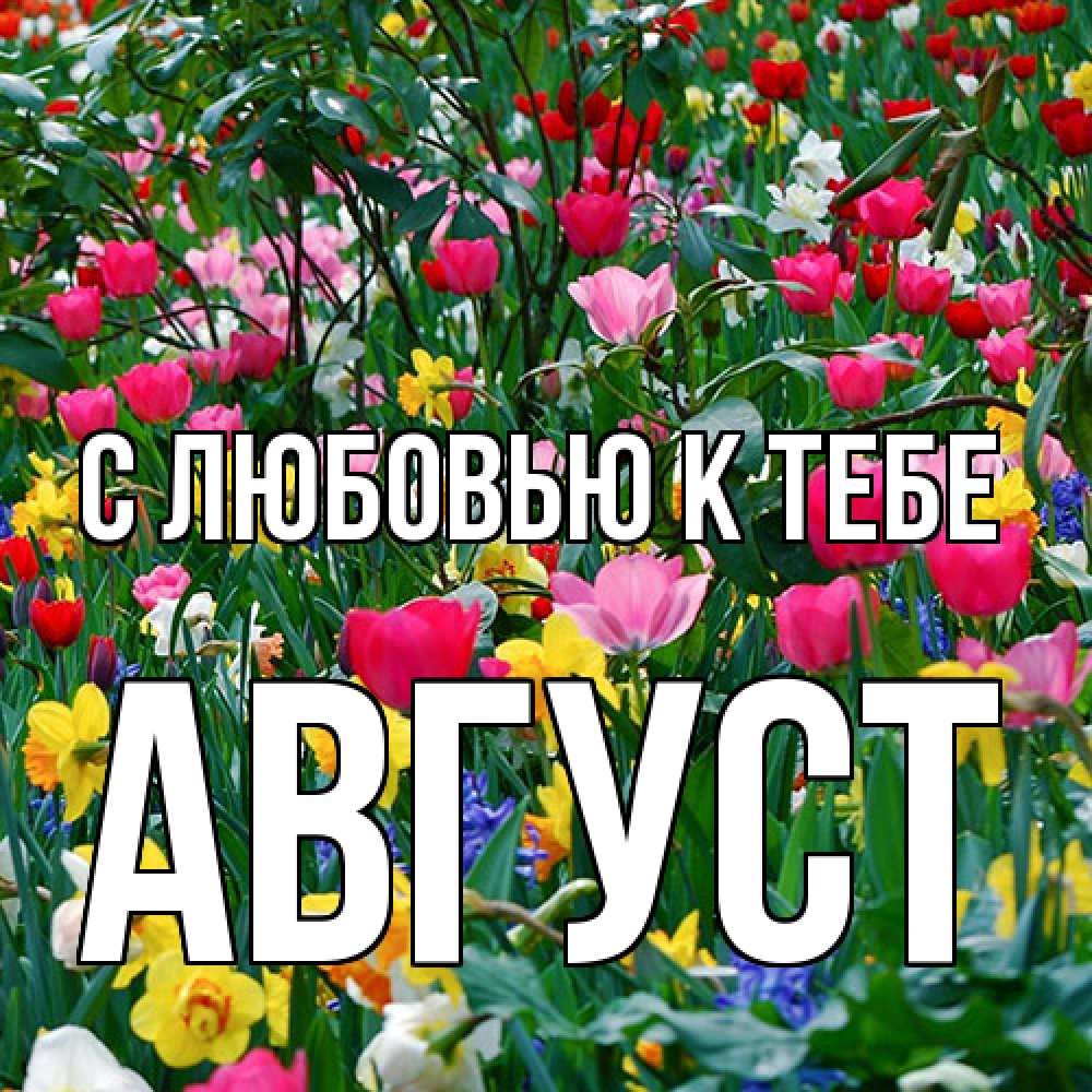 Открытка  с именем. Август, С любовью к тебе  