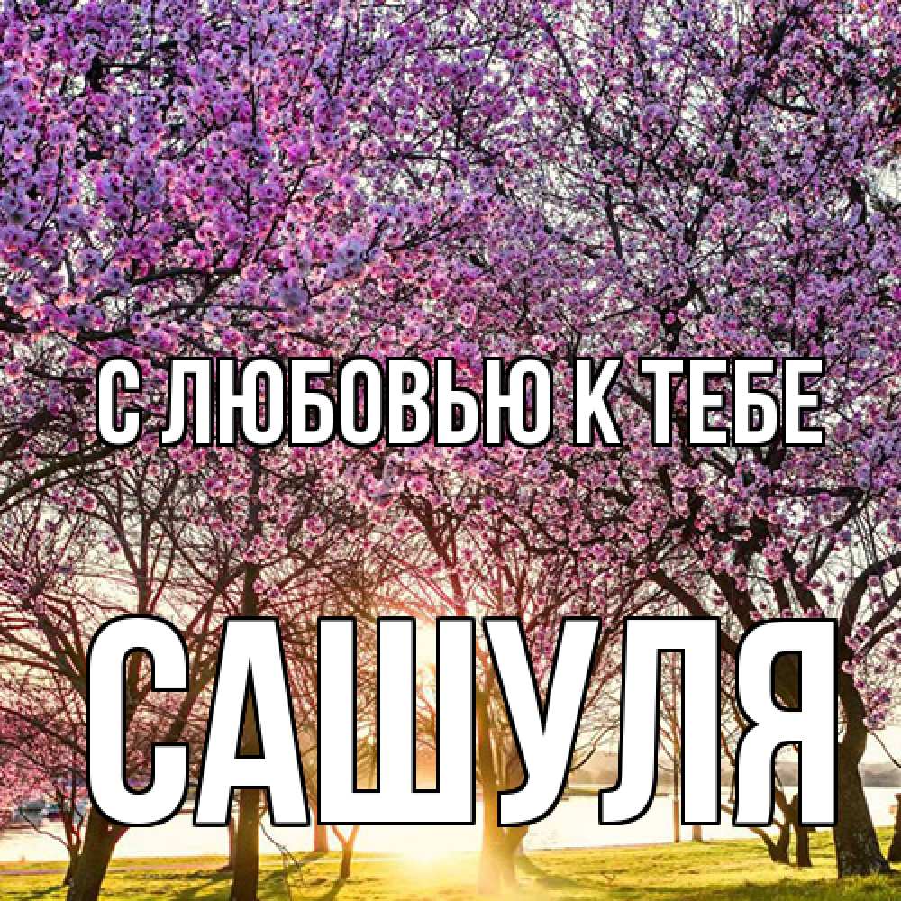 Открытка  с именем. Сашуля, С любовью к тебе  