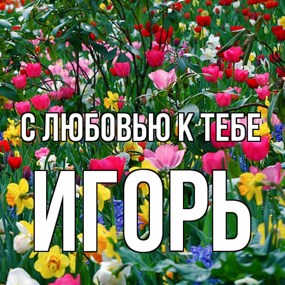 Открытка  с именем. Игорь, С любовью к тебе  