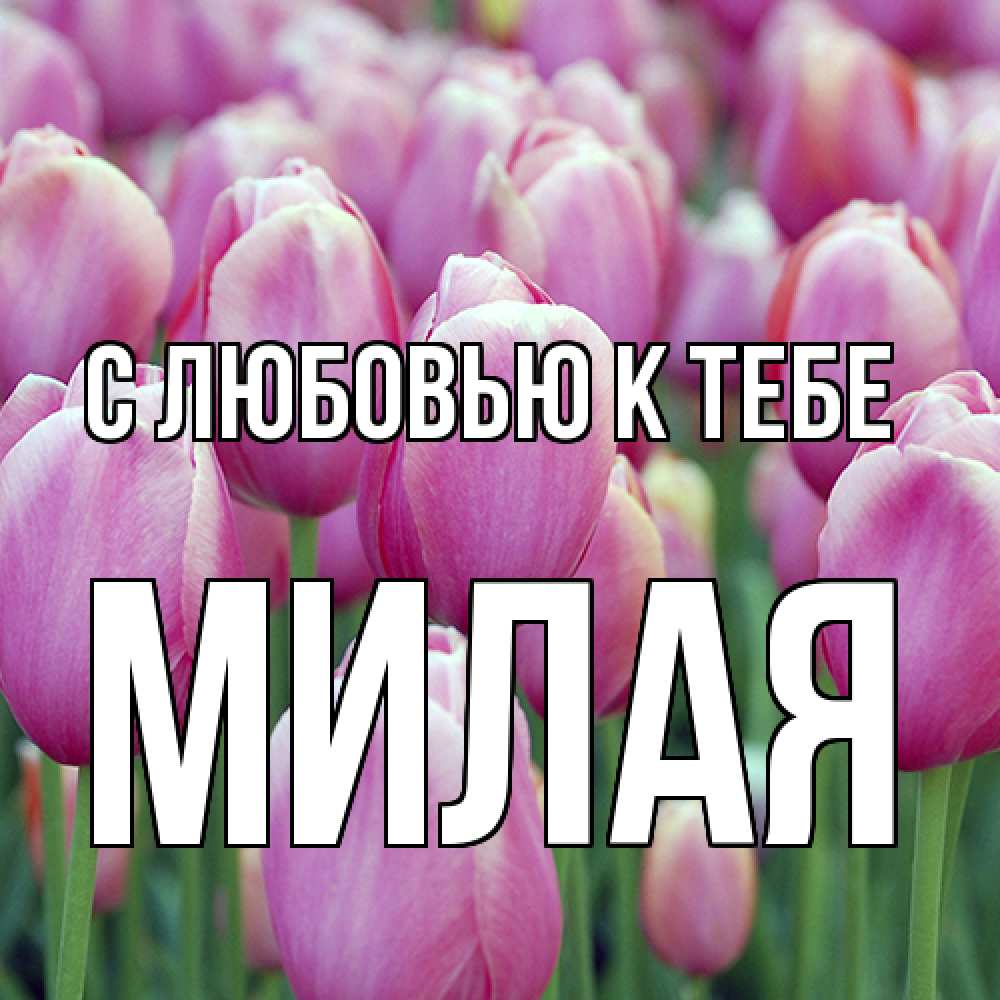 Открытка  с именем. МИЛАЯ, С любовью к тебе  