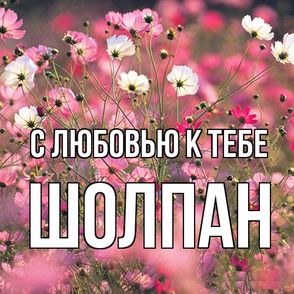 Открытка  с именем. Шолпан, С любовью к тебе  