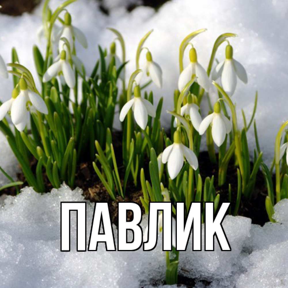Открытка  с именем. Павлик, Главная  