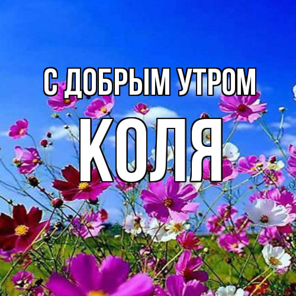 Открытка  с именем. Коля, С добрым утром  