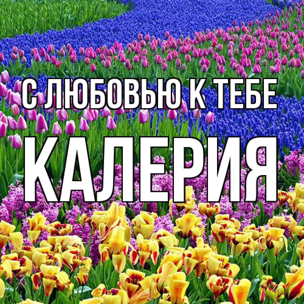 Открытка  с именем. Калерия, С любовью к тебе  