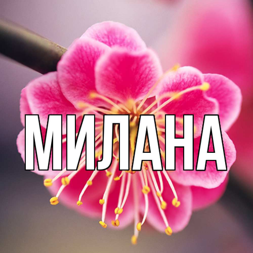 Открытка  с именем. Милана, Главная  