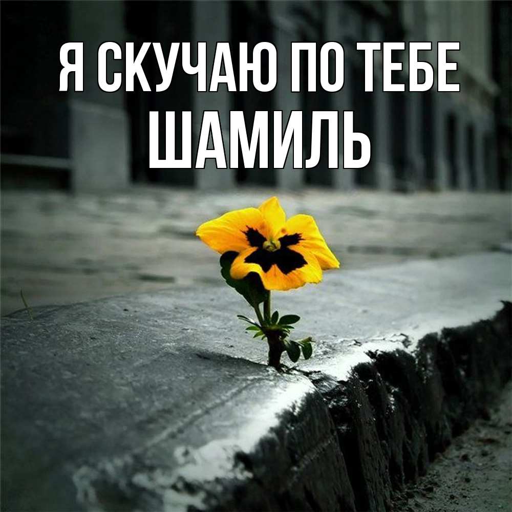 Открытка  с именем. Шамиль, Я скучаю по тебе  