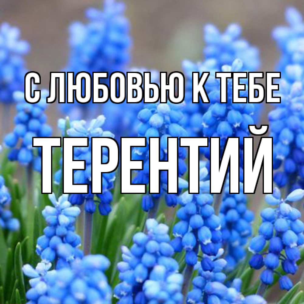 Открытка  с именем. Терентий, С любовью к тебе  