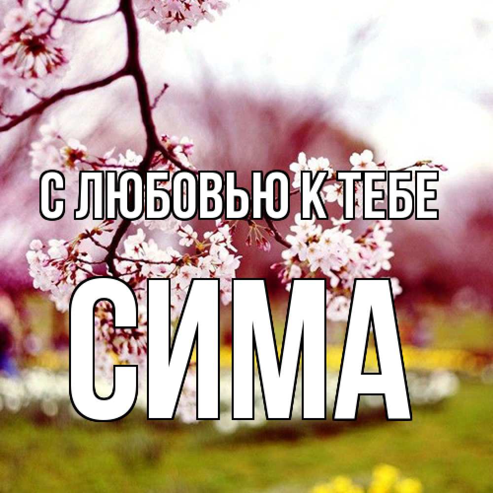 Открытка  с именем. Сима, С любовью к тебе  