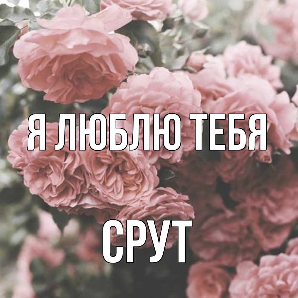 Открытка  с именем. срут, Я люблю тебя  