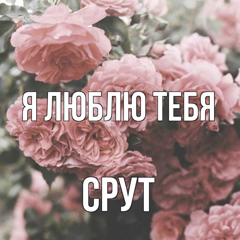 Картинка Я люблю тебя, срут