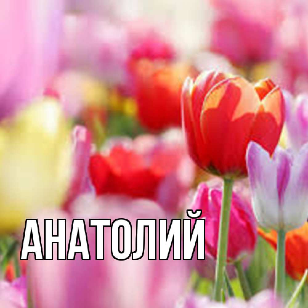 Открытка  с именем. Анатолий, Главная  